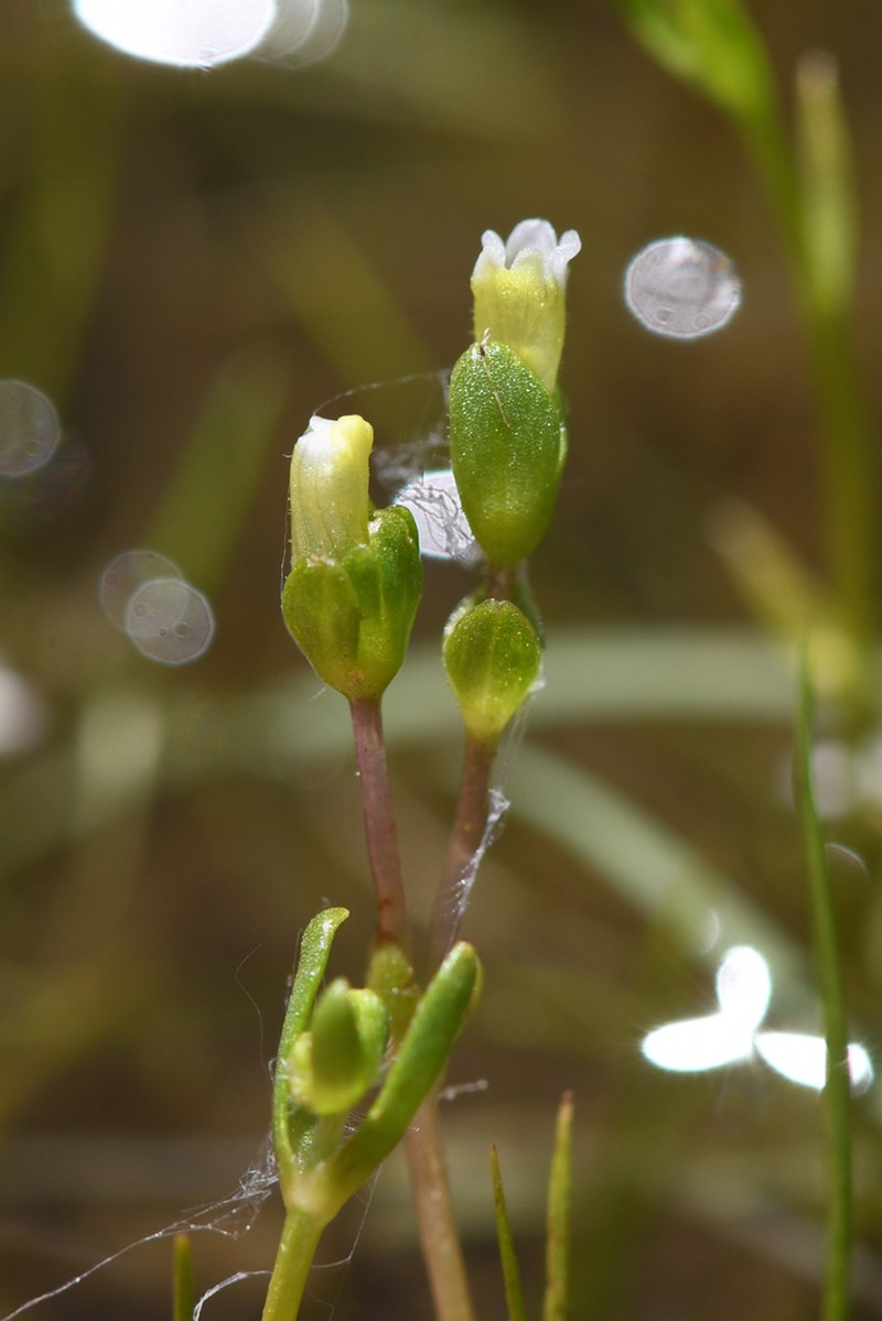 Boggs Lake Hedgehyssop photo 7