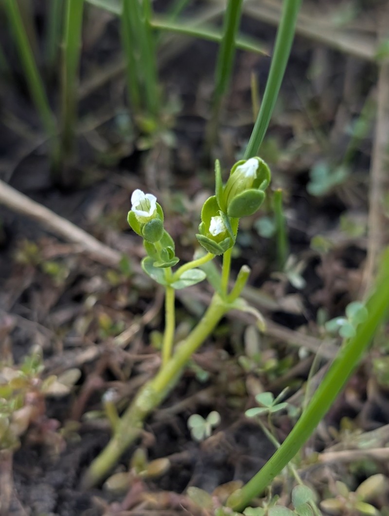 Boggs Lake Hedgehyssop photo 8