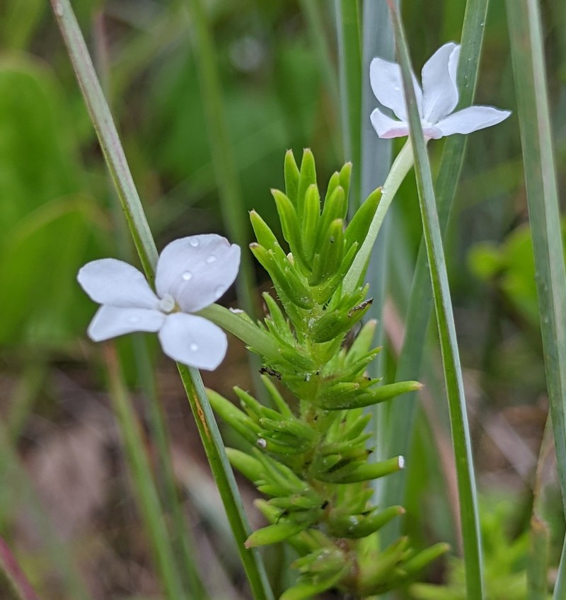 Rough Hedgehyssop
