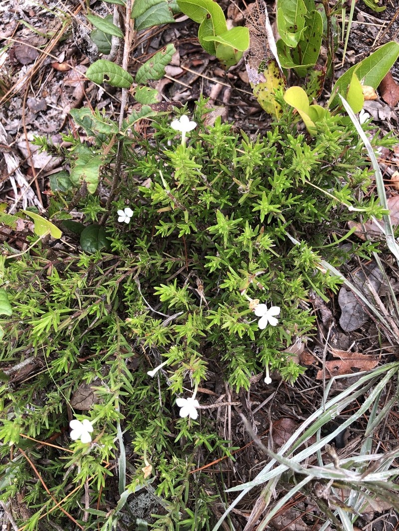 Rough Hedgehyssop photo 2