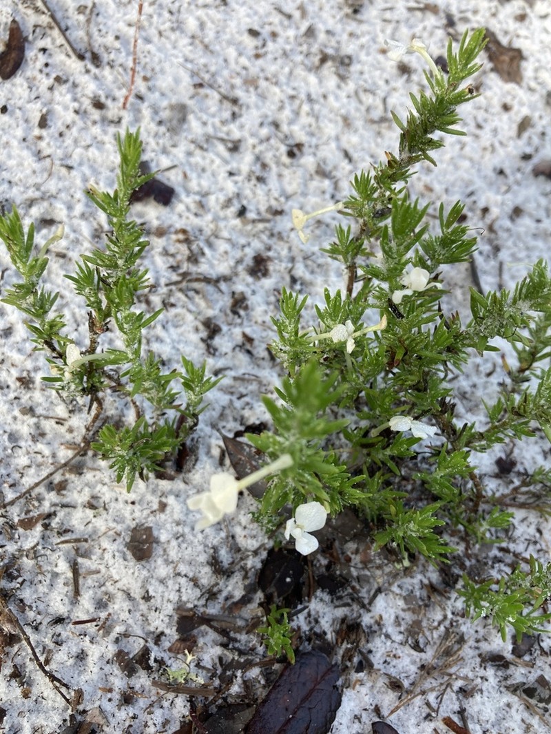 Rough Hedgehyssop photo 3