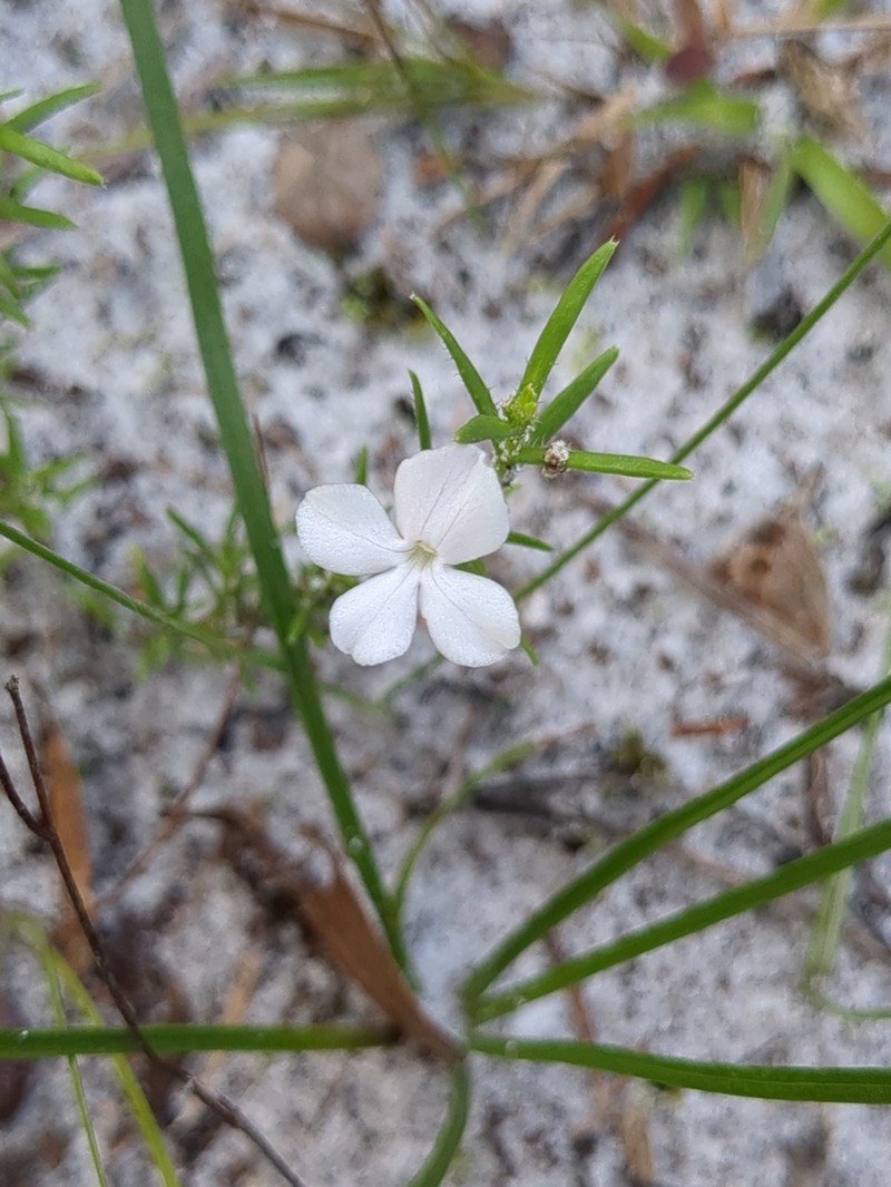 Rough Hedgehyssop photo 4