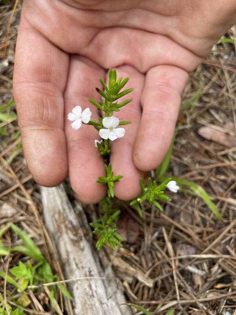 Rough Hedgehyssop photo 5