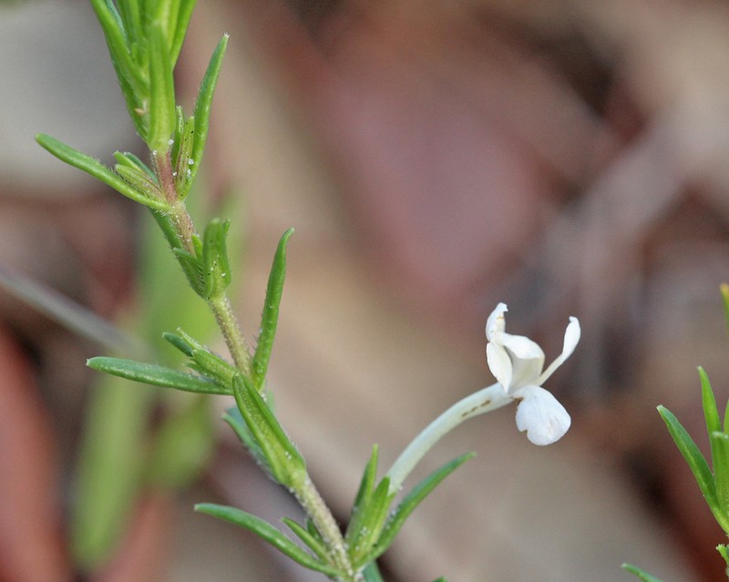 Rough Hedgehyssop photo 6