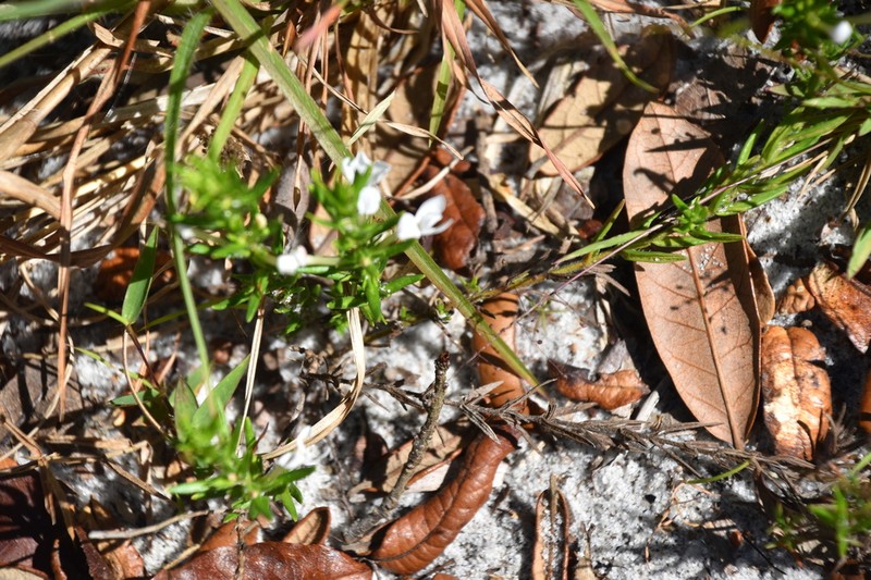 Rough Hedgehyssop photo 7