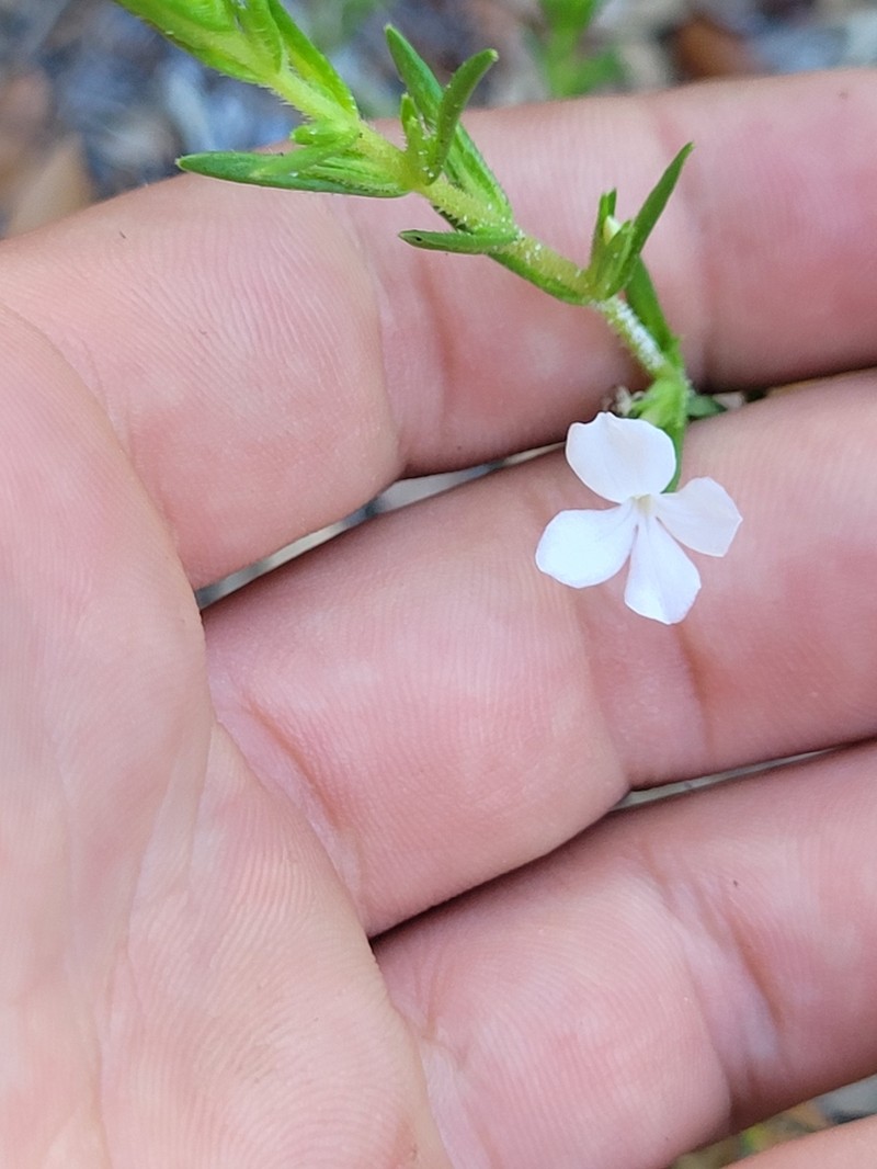Rough Hedgehyssop photo 8