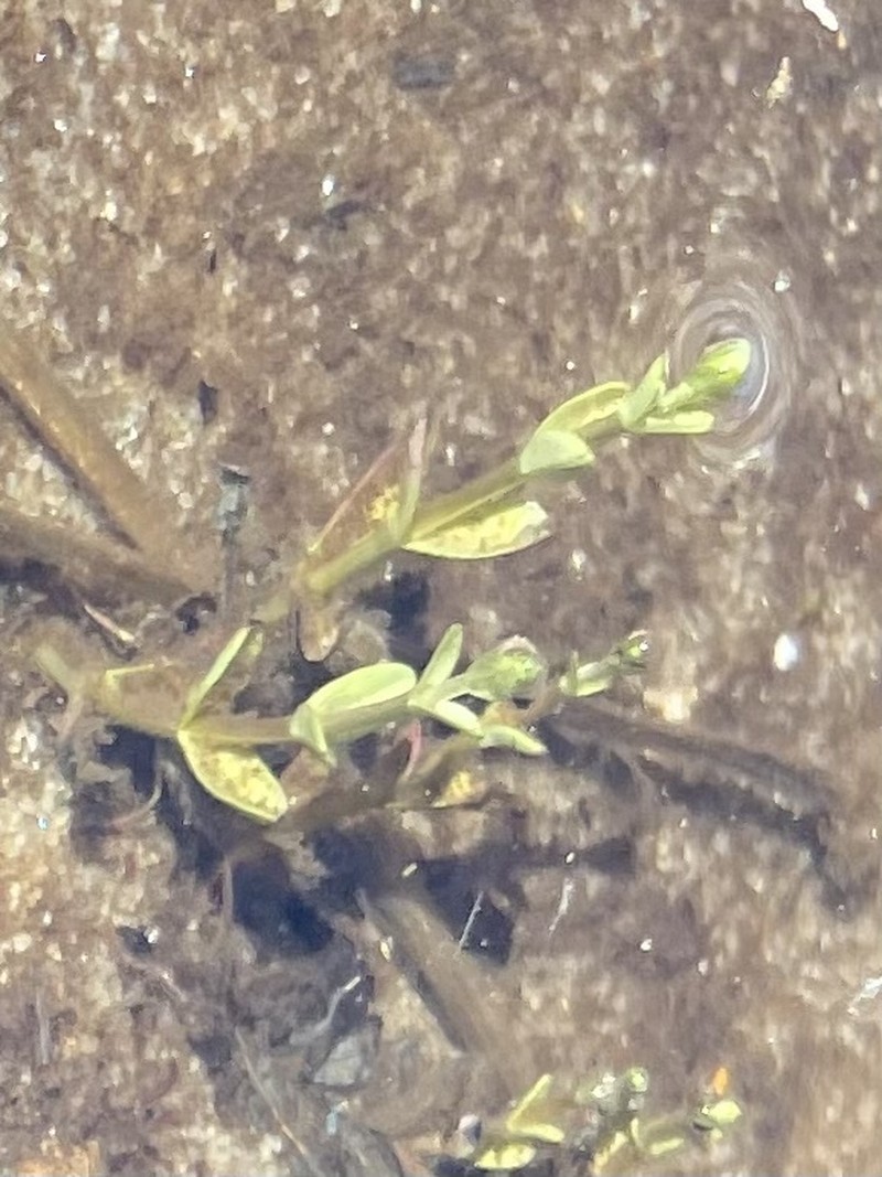 Golden Hedgehyssop