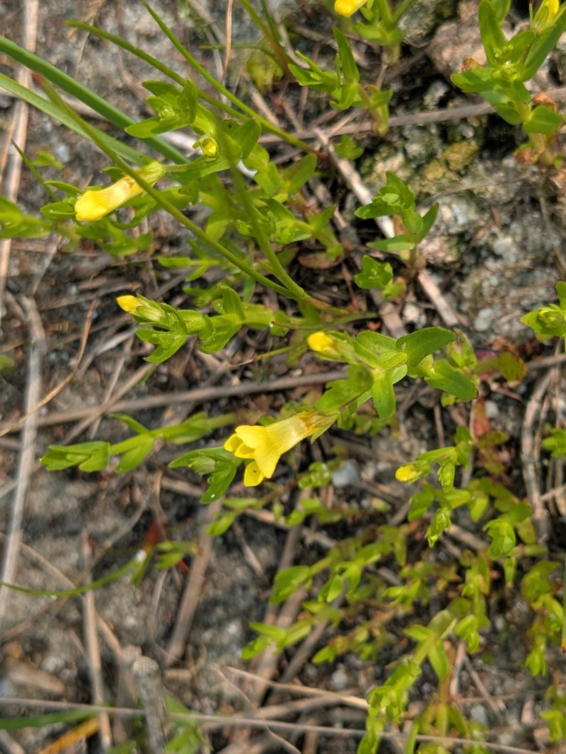 Golden Hedgehyssop photo 3
