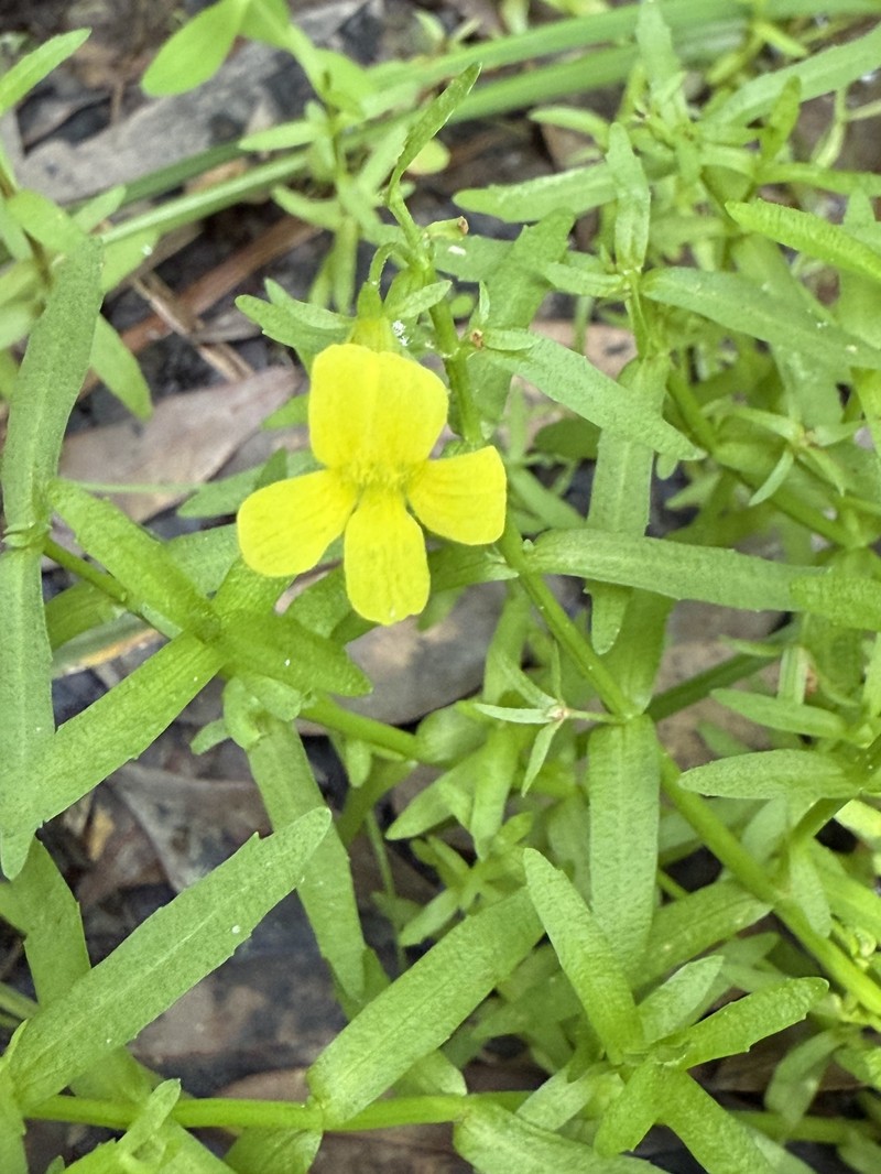 Golden Hedgehyssop photo 4