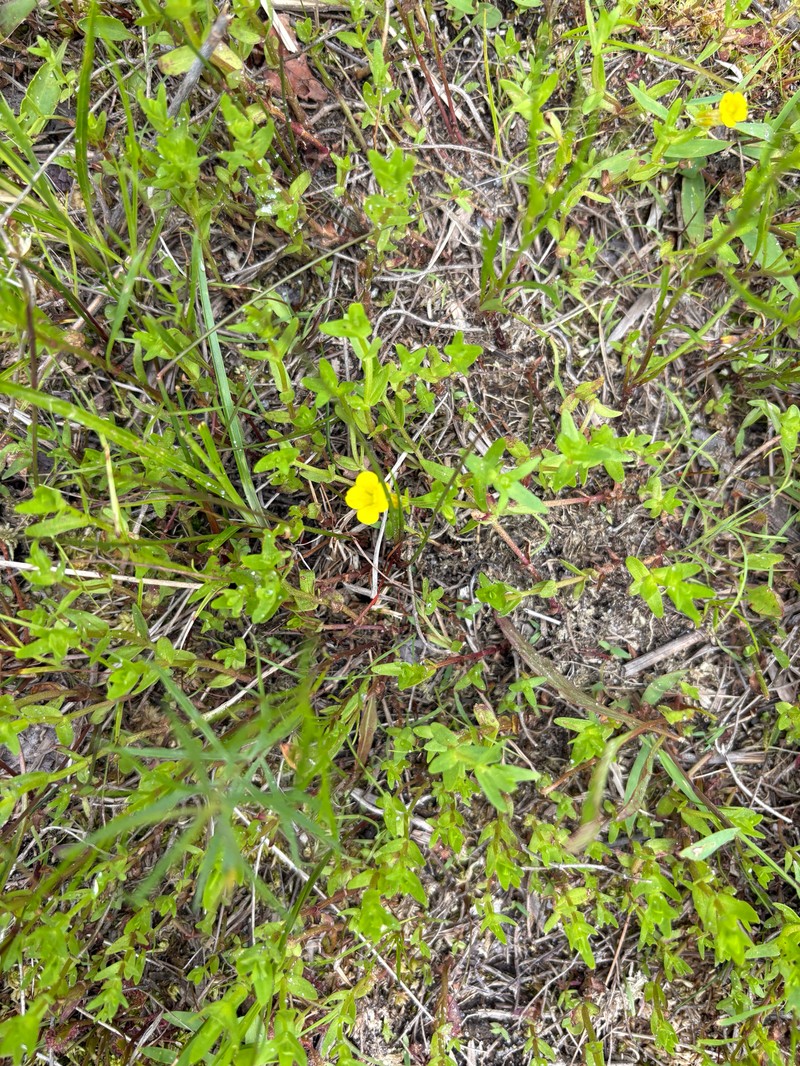 Golden Hedgehyssop photo 5