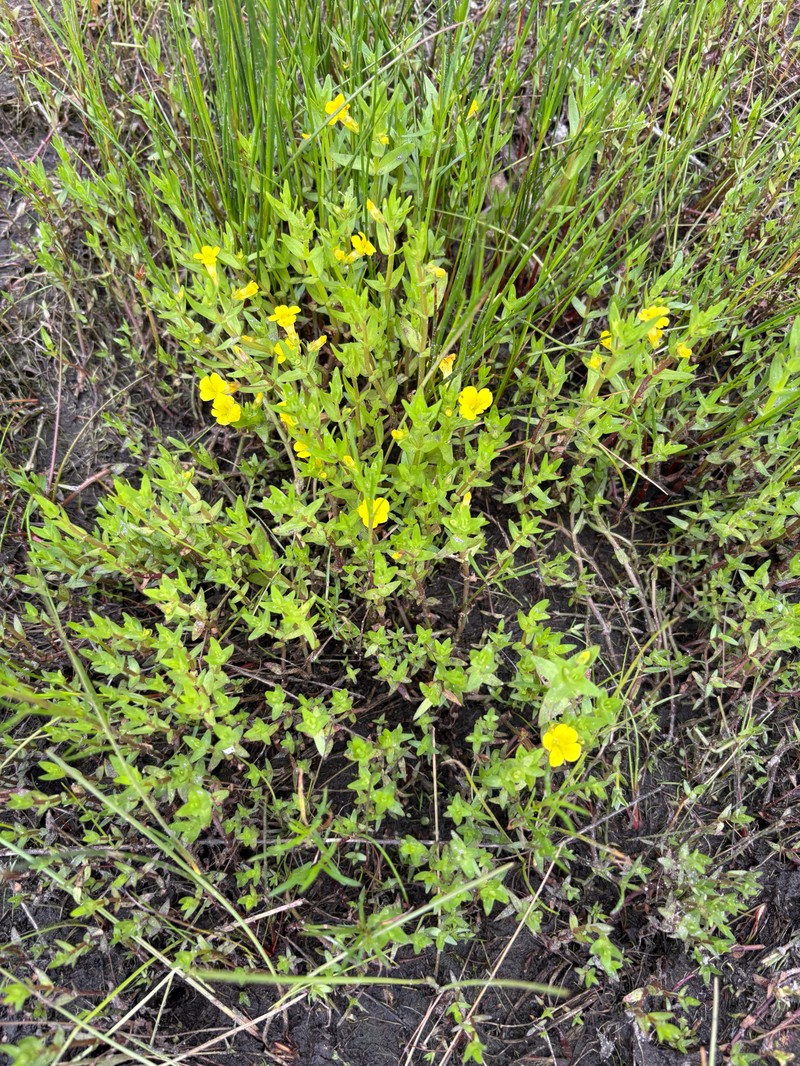 Golden Hedgehyssop photo 6