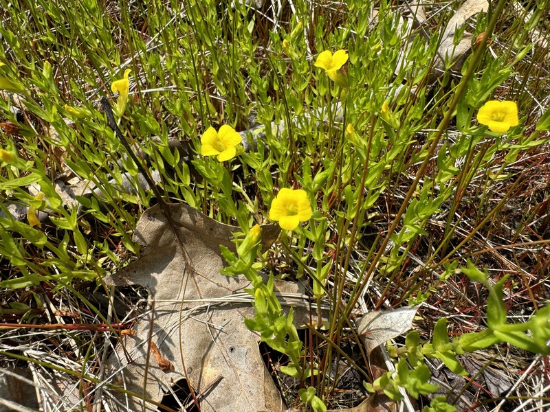 Golden Hedgehyssop photo 7