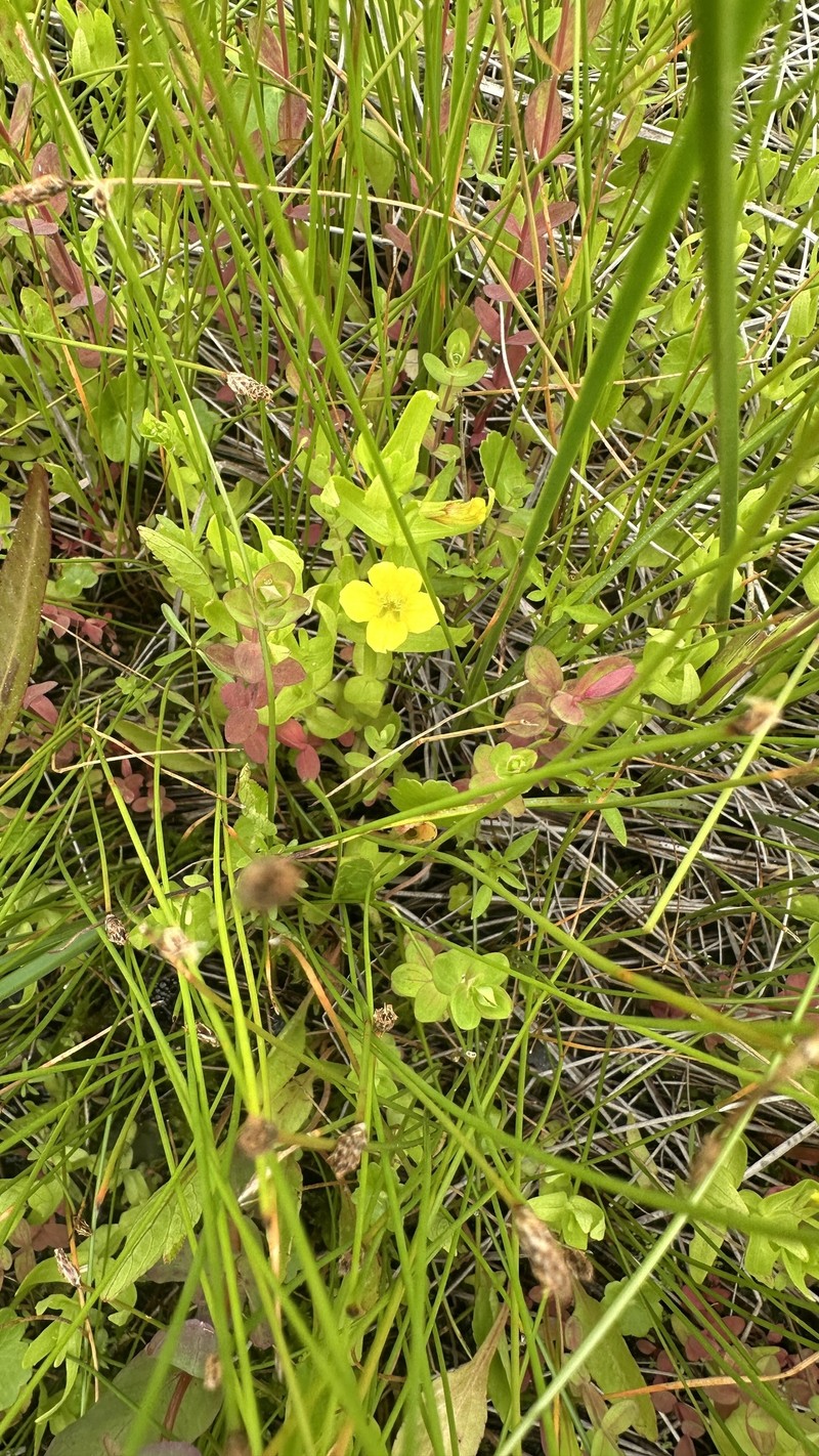Golden Hedgehyssop photo 8