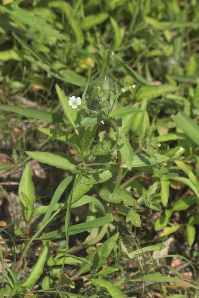 Clammy Hedgehyssop