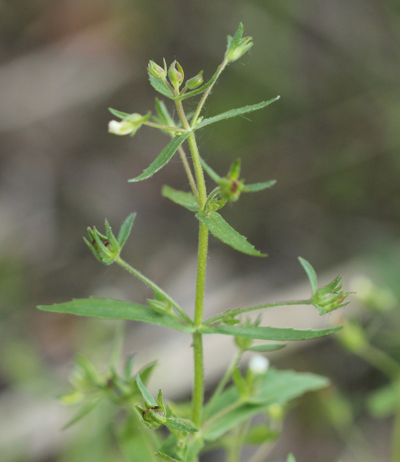Clammy Hedgehyssop photo 2
