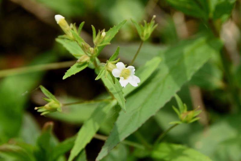 Clammy Hedgehyssop photo 3