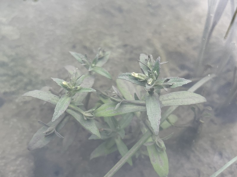 Clammy Hedgehyssop photo 4