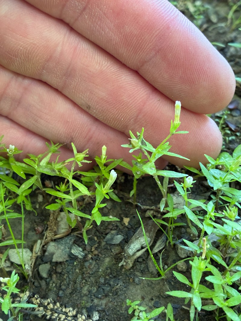 Clammy Hedgehyssop photo 5