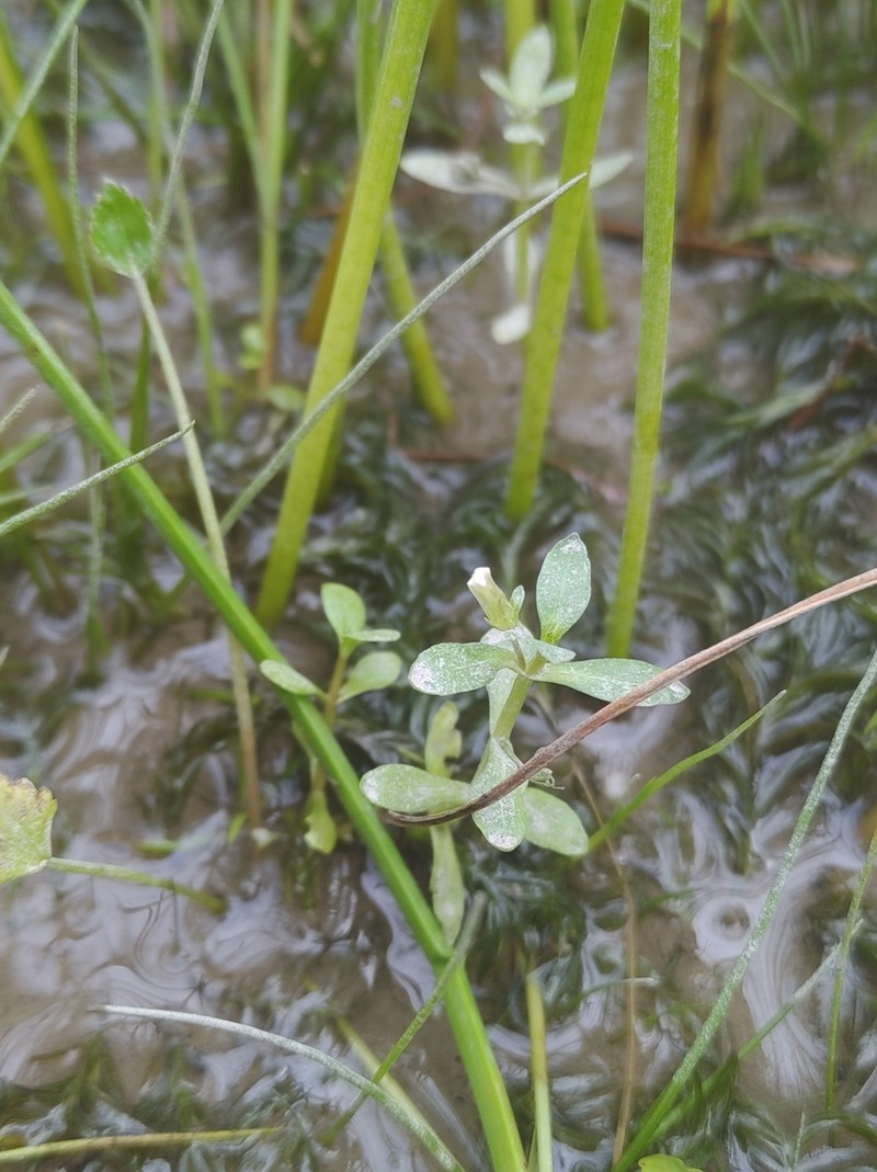 Clammy Hedgehyssop photo 6