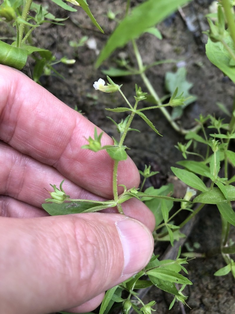 Clammy Hedgehyssop photo 7