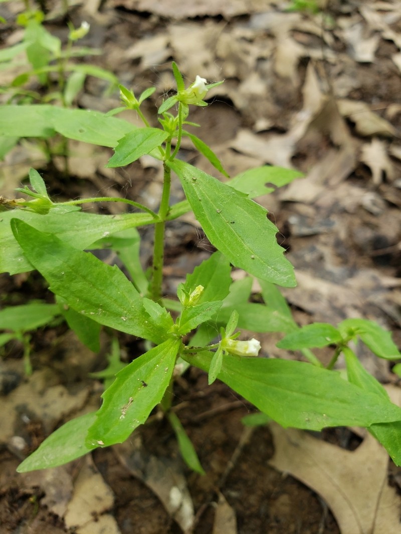 Clammy Hedgehyssop photo 8