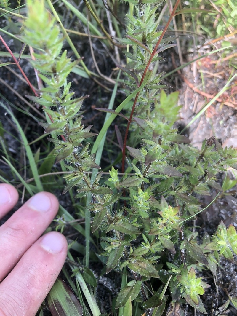 Shaggy Hedgehyssop