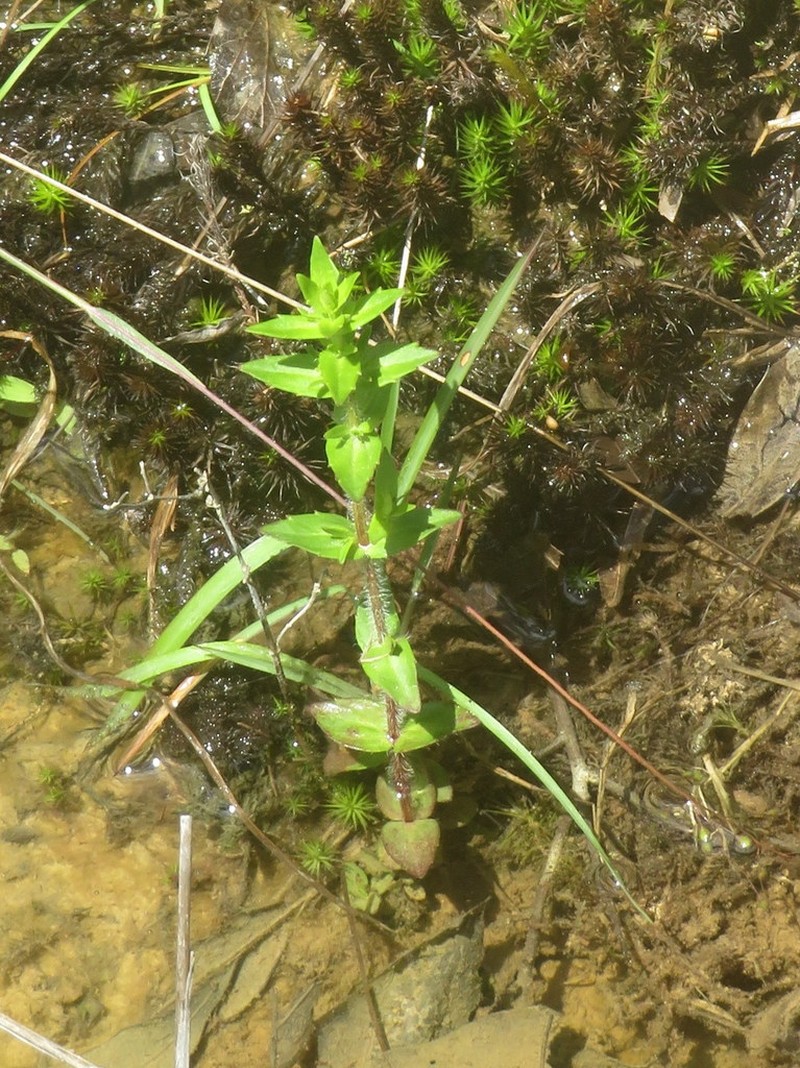 Shaggy Hedgehyssop photo 2