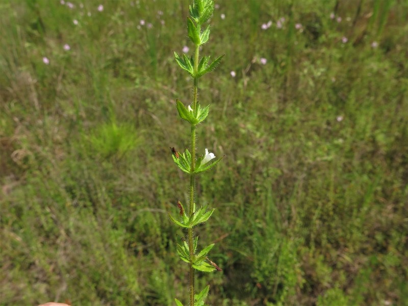 Shaggy Hedgehyssop photo 3