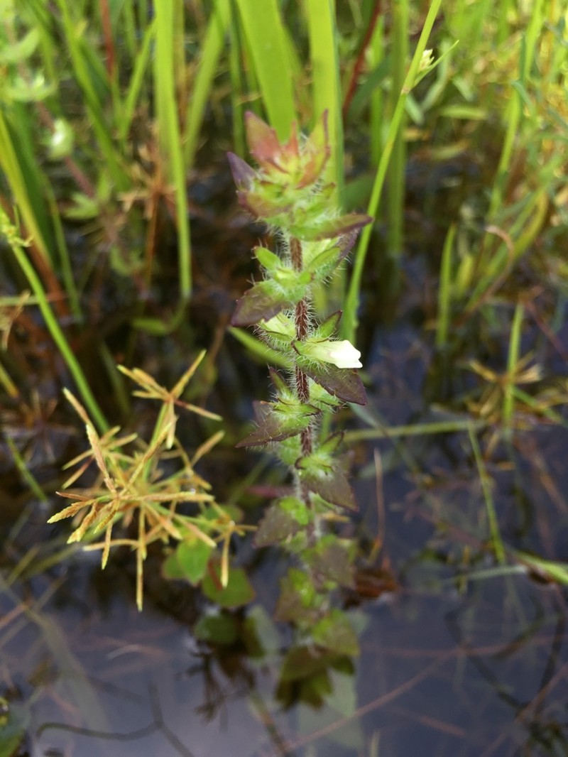 Shaggy Hedgehyssop photo 4