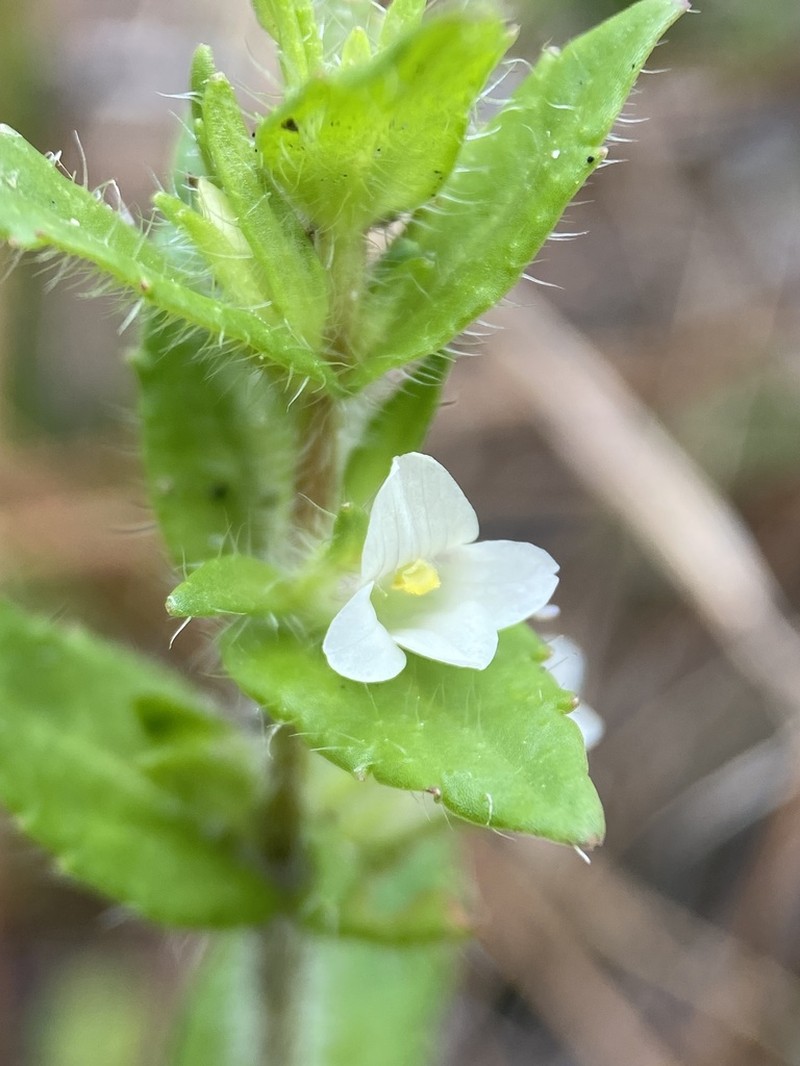Shaggy Hedgehyssop photo 5