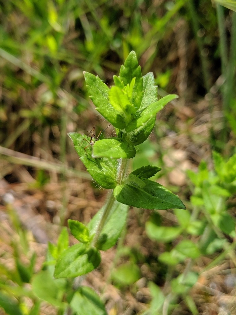 Shaggy Hedgehyssop photo 6