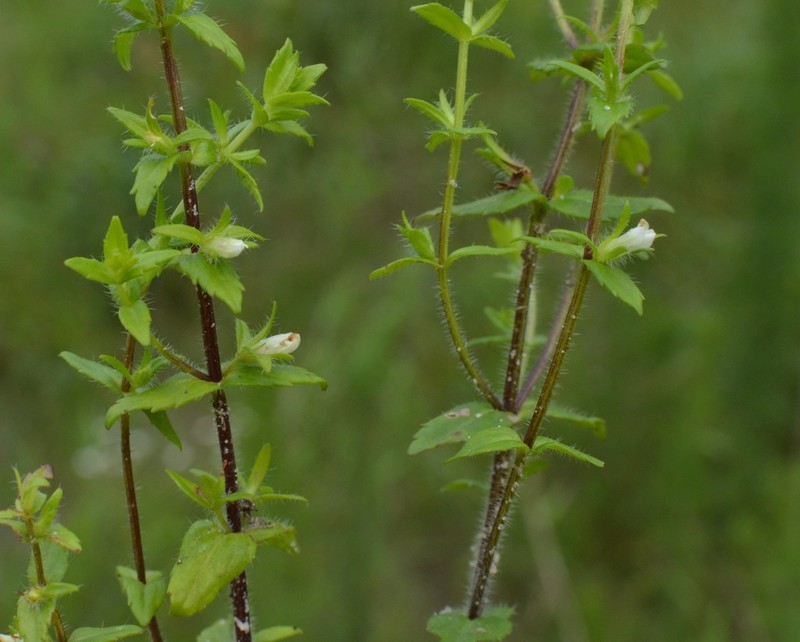 Shaggy Hedgehyssop photo 7