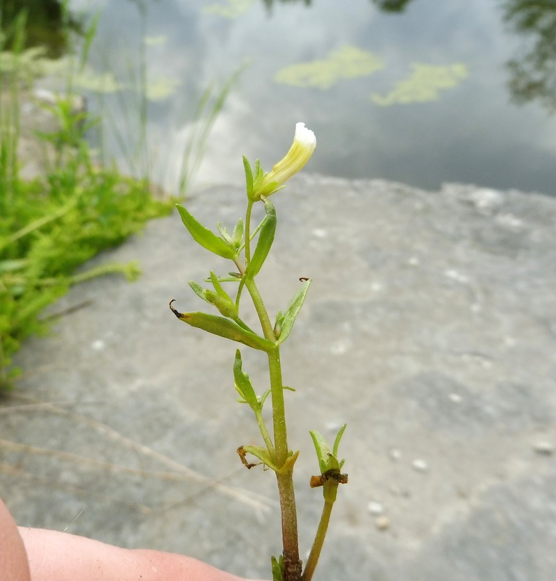 Limestone Hedgehyssop