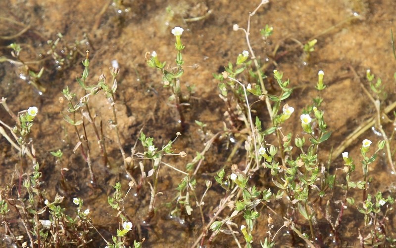 Limestone Hedgehyssop