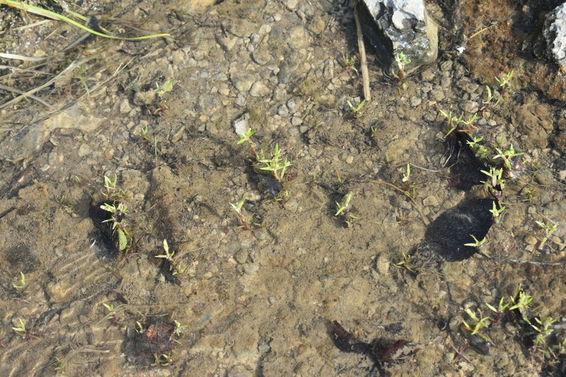 Limestone Hedgehyssop photo 2