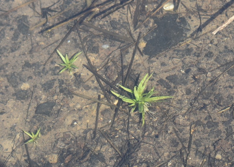 Limestone Hedgehyssop photo 3