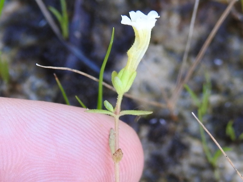 Limestone Hedgehyssop photo 4