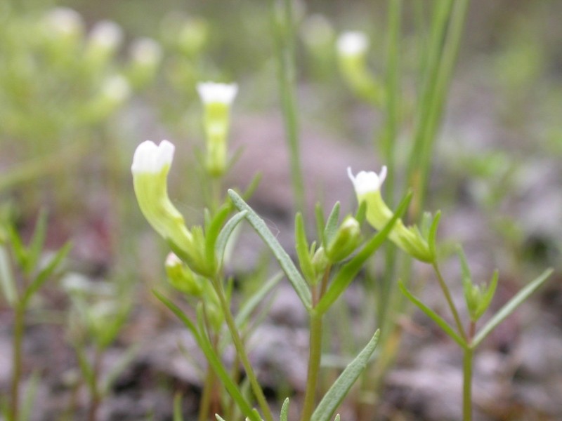 Limestone Hedgehyssop photo 7