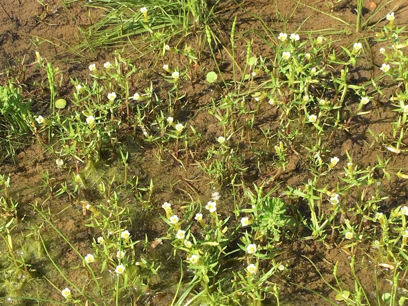 Limestone Hedgehyssop photo 8