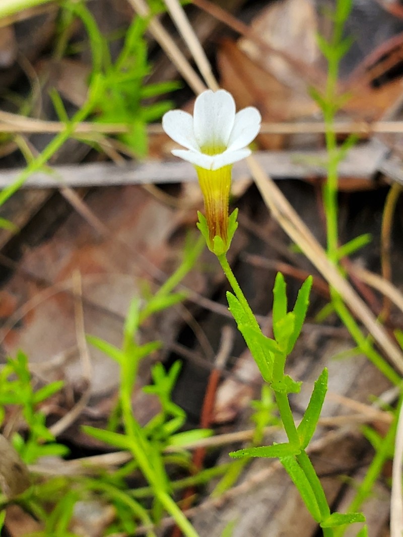 Branched Hedgehyssop