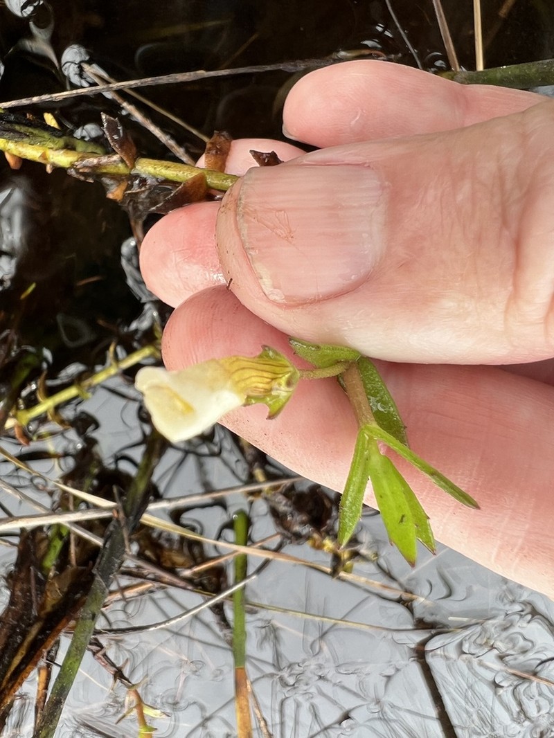Branched Hedgehyssop photo 2
