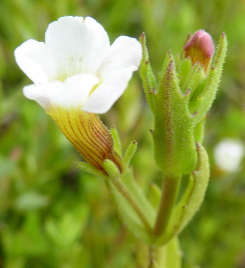 Branched Hedgehyssop photo 3
