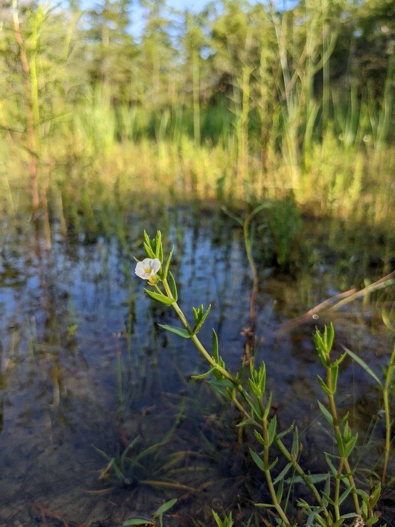Branched Hedgehyssop photo 4