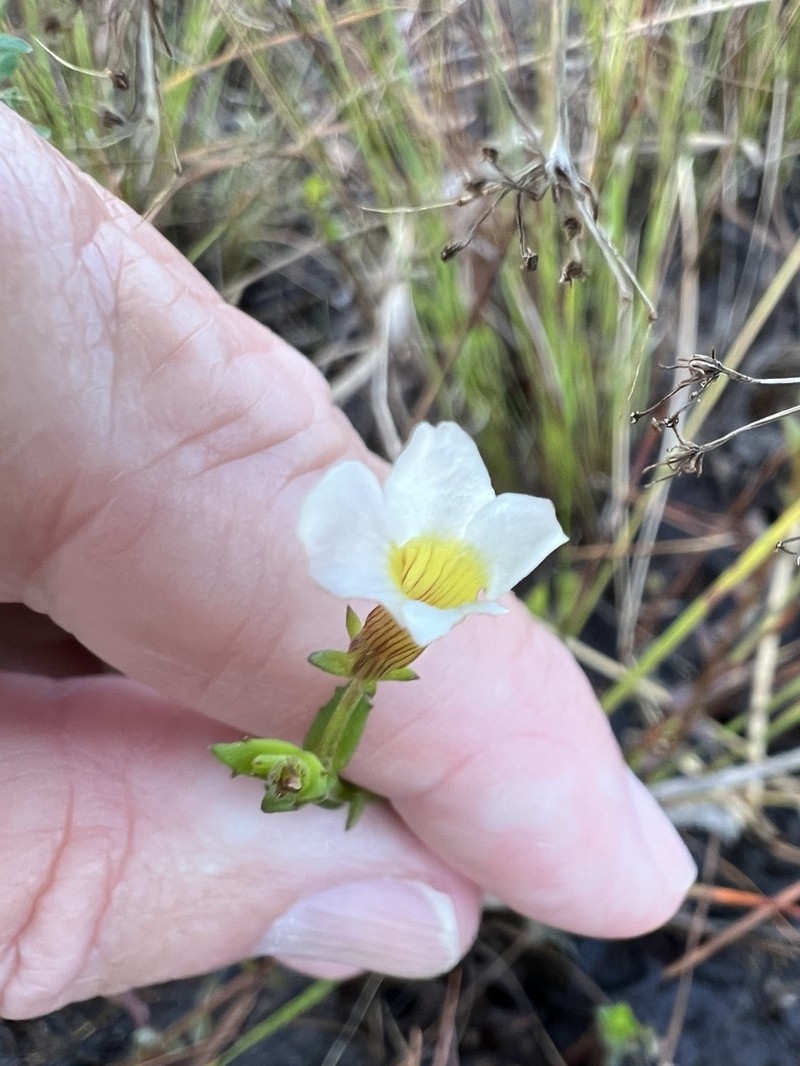Branched Hedgehyssop photo 5