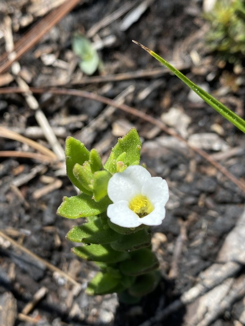 Branched Hedgehyssop photo 6