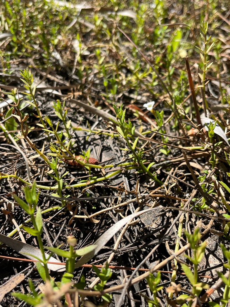 Branched Hedgehyssop photo 7
