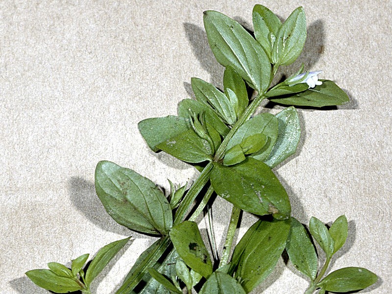 Roundfruit Hedgehyssop