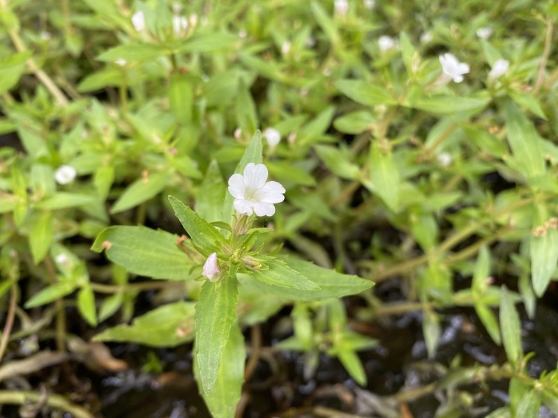Roundfruit Hedgehyssop photo 2