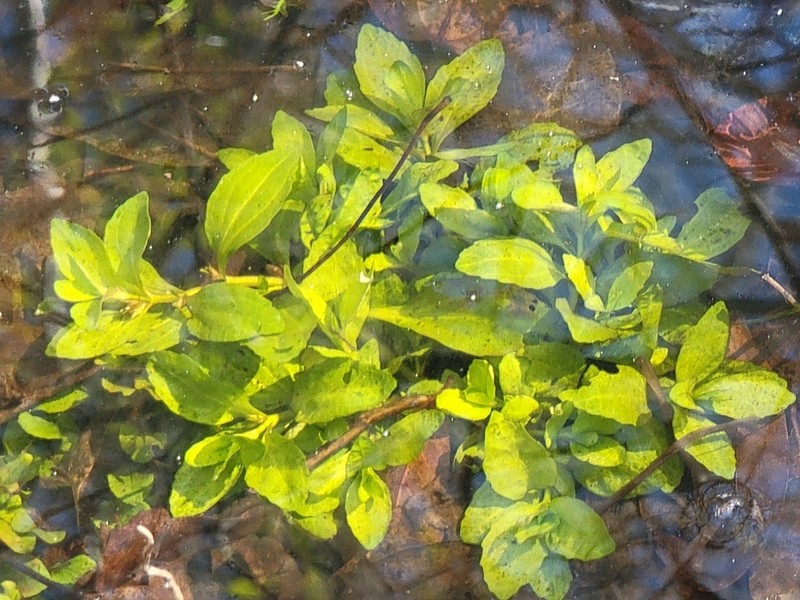 Roundfruit Hedgehyssop photo 3