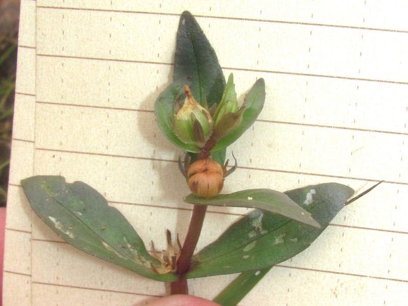 Roundfruit Hedgehyssop photo 5